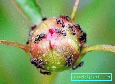 266-Comment se débarrasser des fourmis de jardin