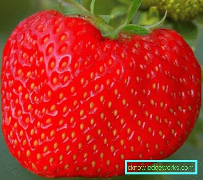 252-Variétés et types de fraises