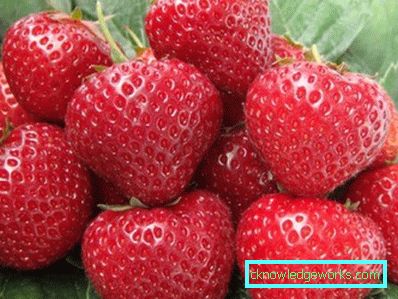 252-Variétés et types de fraises