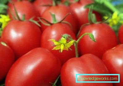 Fusée aux 188 tomates